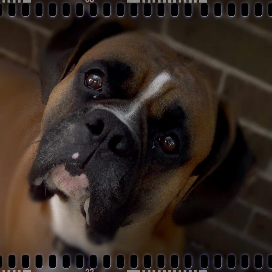 TheDogModel Profile Picture