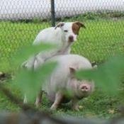 LuanClever's profile picture. General pop culture trailblazer