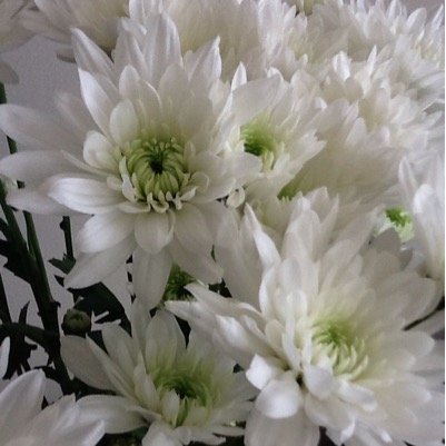 NJCU_AYDIN's profile picture. 