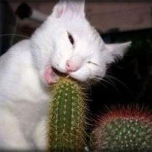Hello, I tweet world's funny and trendy news everyday. If you like them,please visit my website.