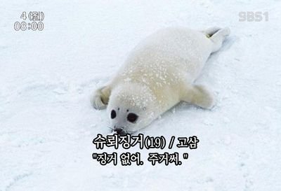 srd_ine's profile picture. 끄앙 쥬금