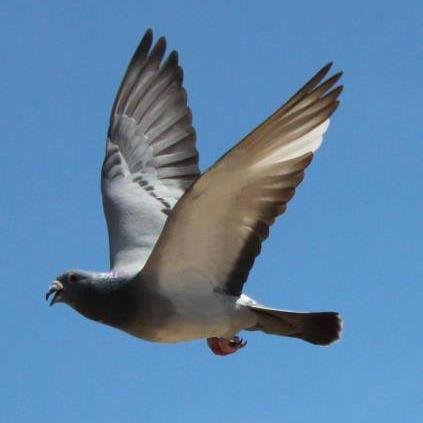 kooscornel's profile picture. man