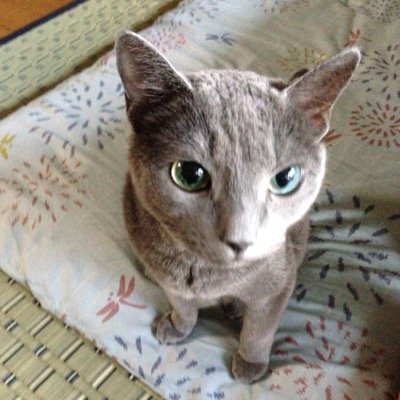 eko0223's profile picture. ✡いつでもポジティブでいよう✡ ⋆✩✩⃛⋆*✦*⋆✩⋆*✦*⋆*✩⋆*✦*⋆✩⃛⋆*✦ロシアンブルー♀😺2匹2024.1匹没/白キジ♂12/ 22没/🐕ダルメシアン♂2/13没/アンティーク雑貨/高校野球/ハーレー/Ｖ6歴27年♡井ノ原快彦/岩田剛典/イミンホ/坂東龍汰/本田響矢/無言フォロー🙏