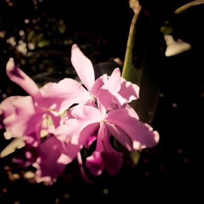 toloveppp's profile picture. 