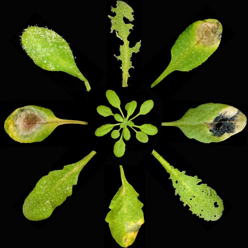 The Plant-Microbe Interactions group @UUbeta studies how the plant immune system orchestrates interactions with beneficial microbes, pathogens and insects.