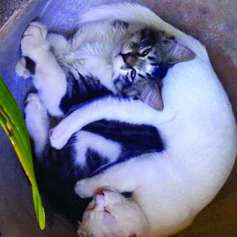 UltimateSitters's profile picture. We offer a professional,trustworthy & reliable house,pet & plant sitting service throughout SA. established in 2008.We have loads of experience&references!