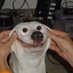Funny Tweets News! (@gevariahb) Twitter profile photo