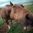 joycapeness1973's profile image