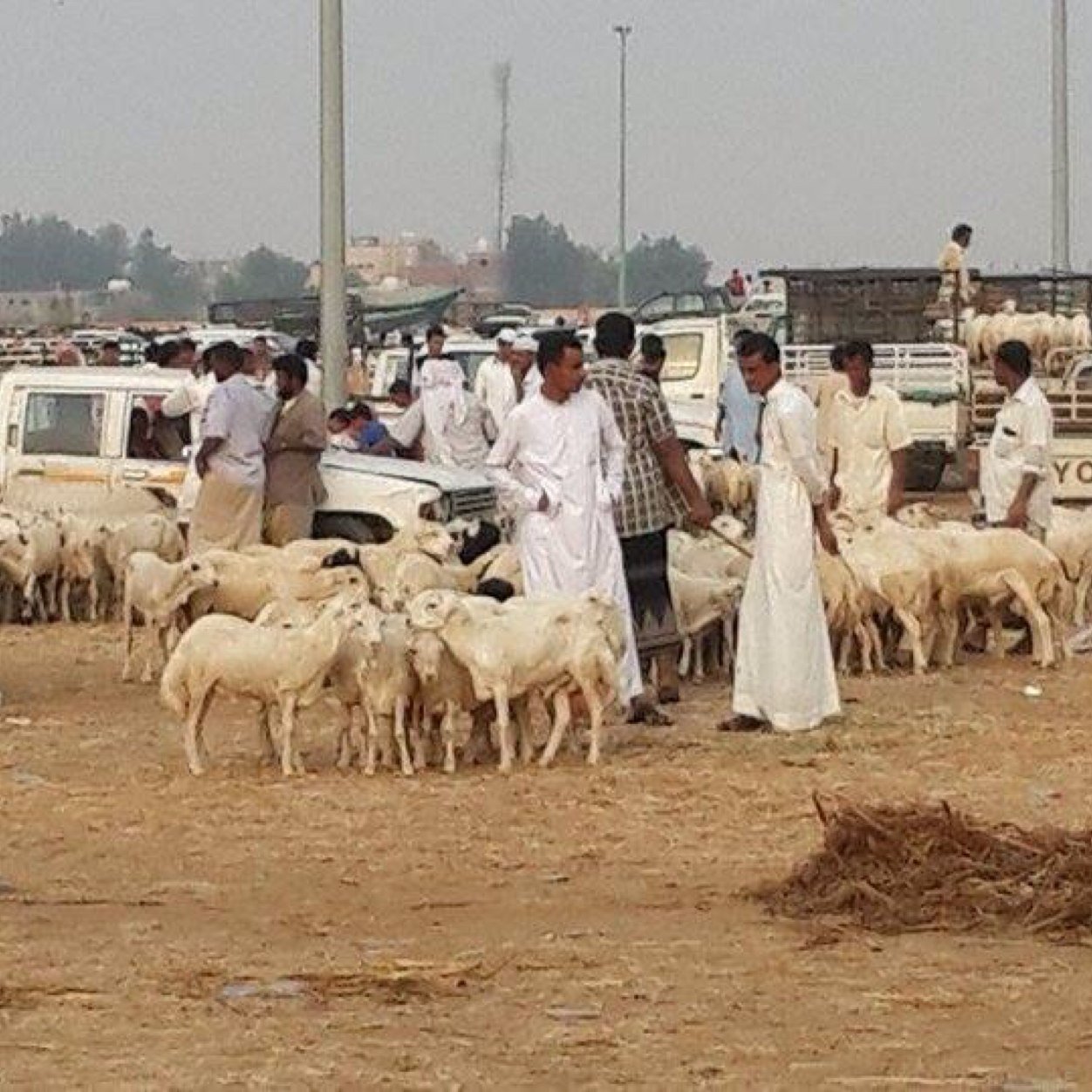 توفير ذبائح خرفان لااهالي الدمام وضواحيها بااسعار مناسبه.