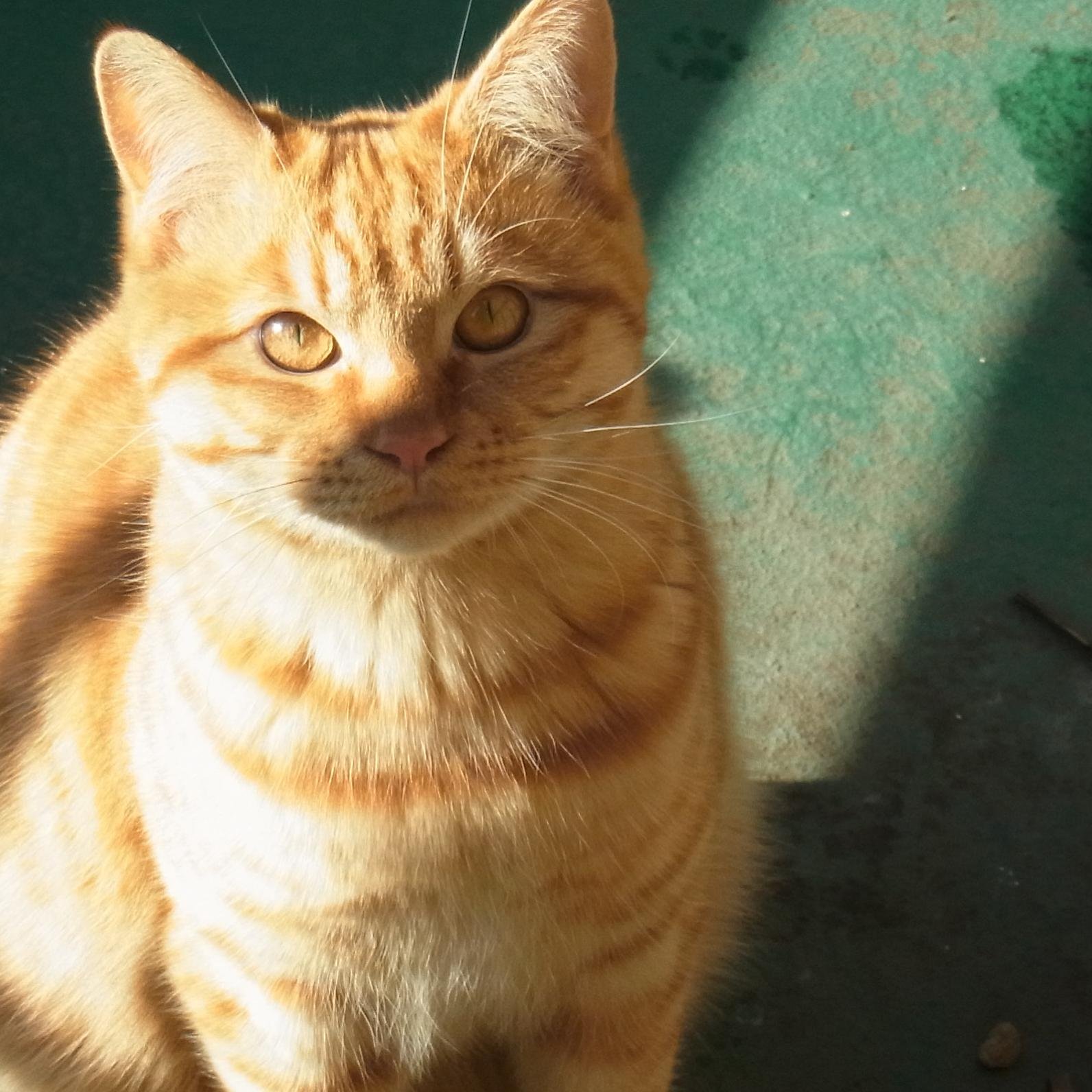 h_hirachan's profile picture. 吾輩は猫である。名は「フレディー」。ﾌﾟﾛﾌｨｰﾙにある名は、もちろんご主人様のものである。ゆうちゃんではなく　ひろちゃんである。吾輩は馬小屋で生まれたので、ｷﾘｽﾄか。いや、猫としては珍しく、たった一匹で生まれたので、唯我独尊・・・。お釈迦様か。などと、ご主人様たちが勝手に楽しんでいるが、ちょっとこじつけが過ぎる。