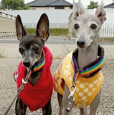 Italian Greyhound　カイ♂・マリ♀とのんびり暮らし。イタグレのことや専業主婦の日々のあれこれをつぶやいています。