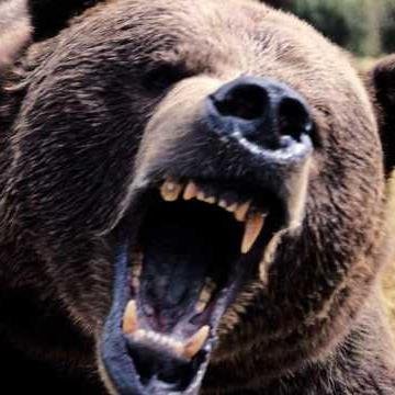 He is the Maker of the Bear ... Job 9:9a