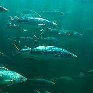 We are a group of people that are trying to make a difference. Our goal is to limit the large amounts of cod fishing that is happening in the northern sea.