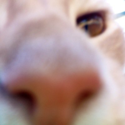 Jeanne Reese Profile