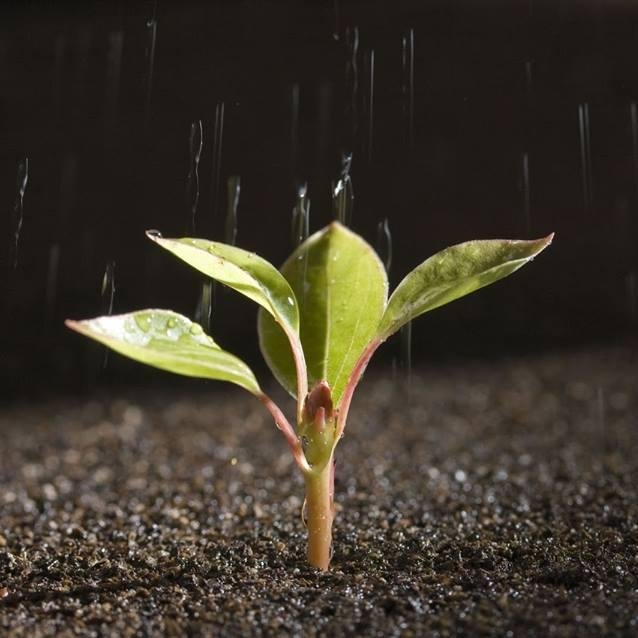 Desarrollo de tecnologías para el control biológico de plagas.BIOINSECTICIDAS BIOFERTILIZANTES