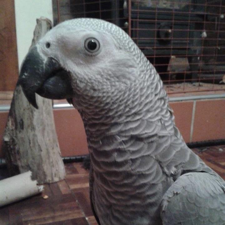 Hello my name is Ronnie. I am a female African Grey parrot. I hatched out of my egg on 6th June 2012.