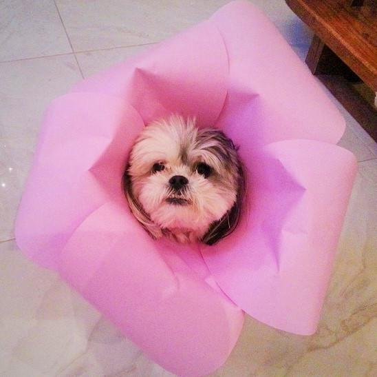 una13pet's profile picture. 