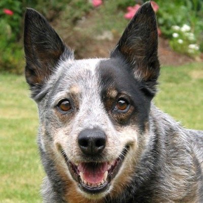 My name's Artful Dodger and I'm a Cattle Dog I'm all street and I know the trick of the trade I'm helpful in my own way. My brother is @straynash and I'm Single