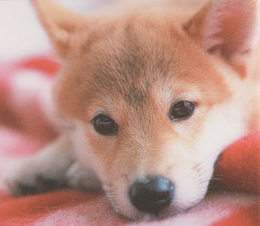 hikagami_blog's profile picture. 娘が2人います。基本仕事中のみ更新します。
おもしろいと思ったtweetはRT&Favします。