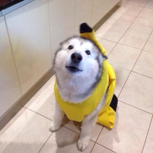 Flyin99932's profile picture. happeh @ HF