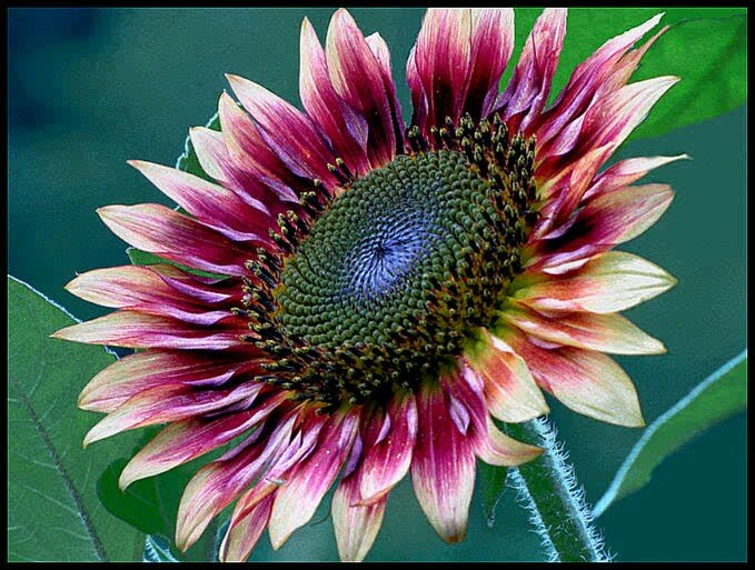 yvette7208's profile picture. Maths teacher  and musician