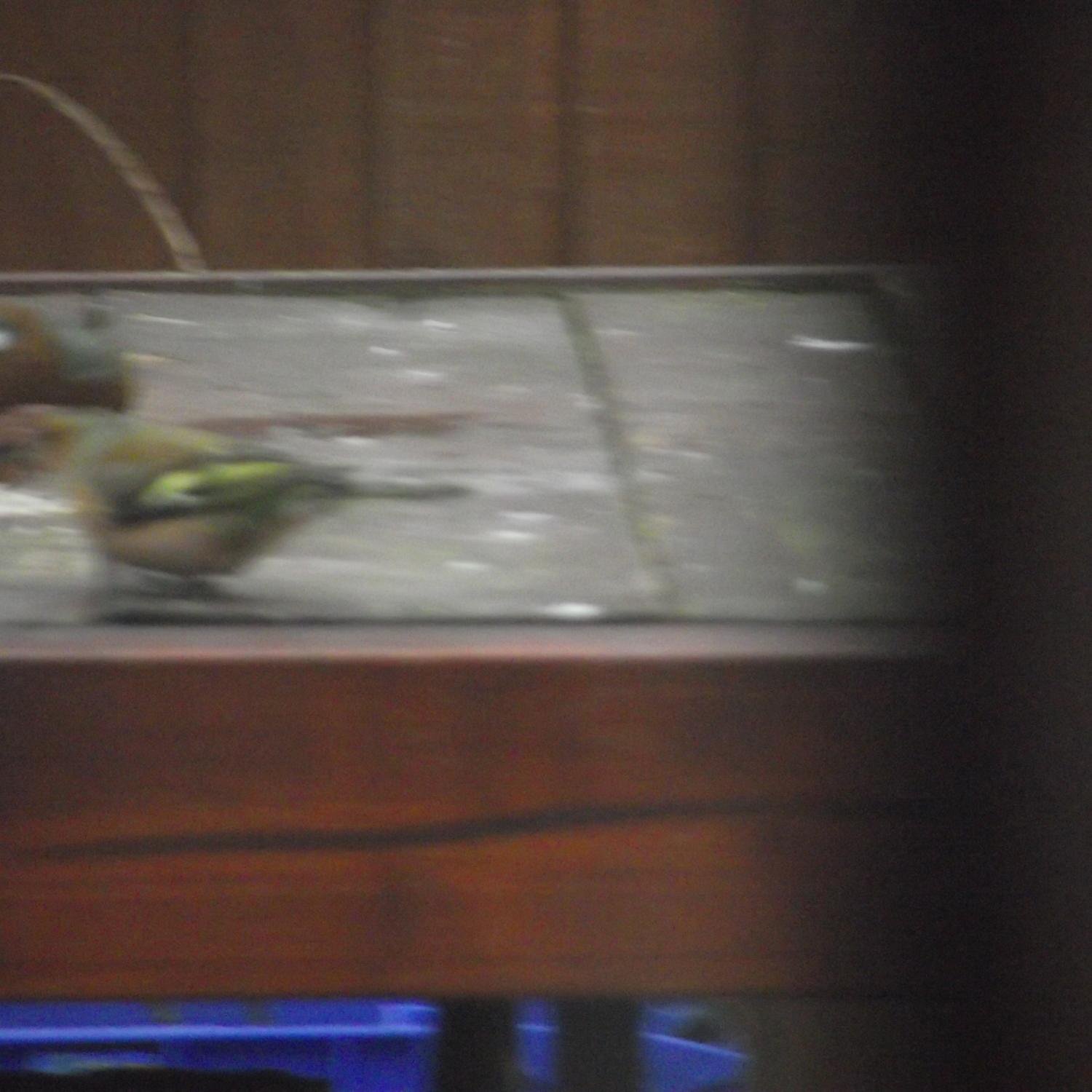 Tigermannnnn's profile picture. 