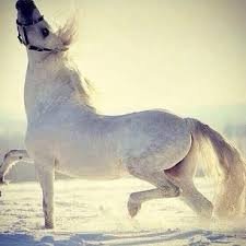 ‏ياللي على روحي وقلبي توليت :: ياقبلة أشعاري وأستاذ ذووووقي♡