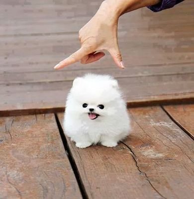 più conosco gli uomini più amo gli animali!