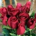 Belu_rod Profile Picture