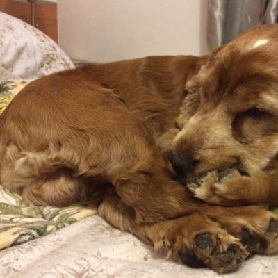 CinziaMenconi's profile picture. 