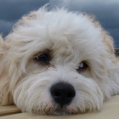 wals_walsh's profile picture. 