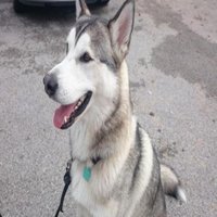 Find Shadow (@findshadow) 's Twitter Profile