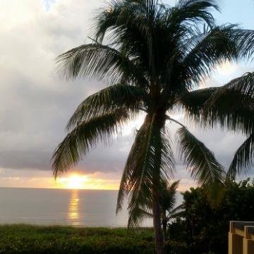 pitbullete's profile picture. 