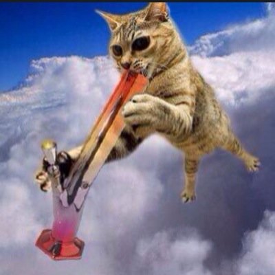 Space cats for life