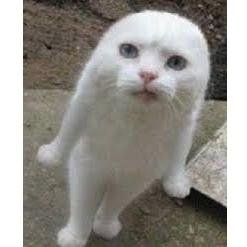 Hi. I tweet world's funniest news in this moment! If you like them, please visit also my website. Thank you!