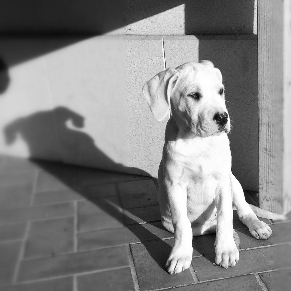 Diario di una cagnolina, tra fiori, piante ed amici di tutte le razze.