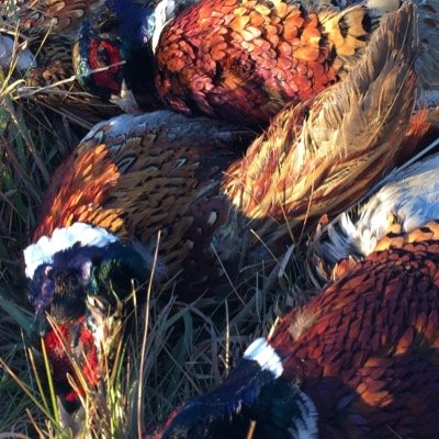 griermj's profile picture. 