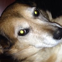 Traci Frost (@frostea11) 's Twitter Profile