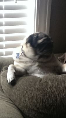 tafitch9's profile picture. zchs ‘18 iu ‘22