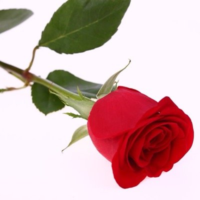 De eerste verse bloemen in blik