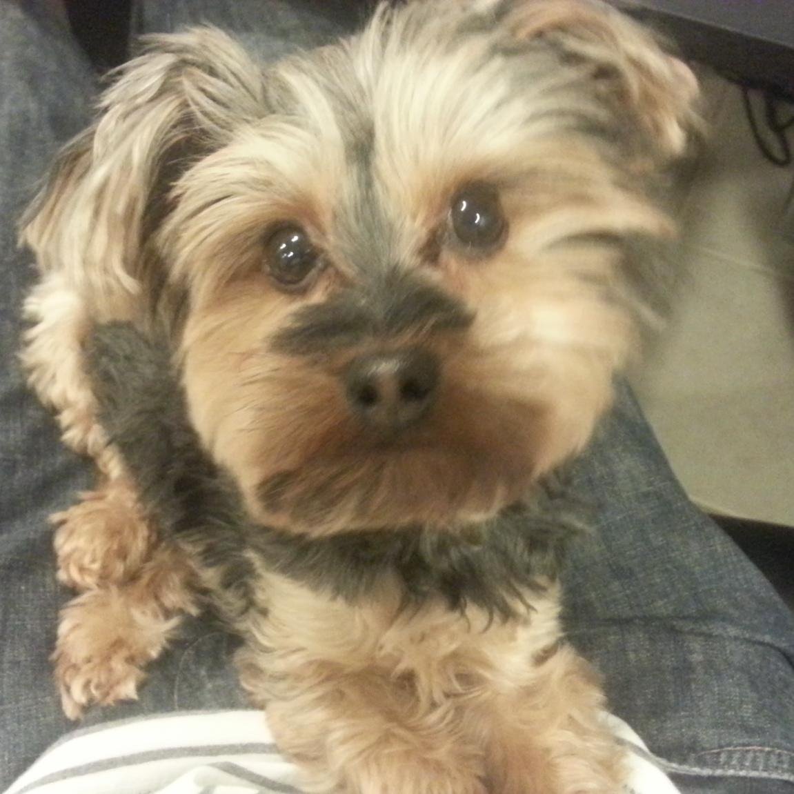 I'm just a 7 year old toy Yorkie living in the Windy City with my humans. Follow me to see what kind of hijinks I get into (and out of :)