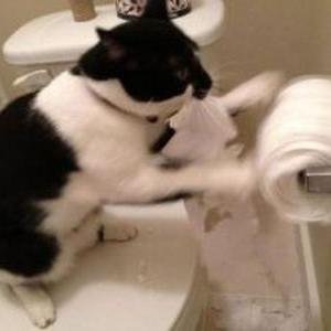Hey there, I tweet world's funny and trendy news everyday. If you like them,please visit my website.
