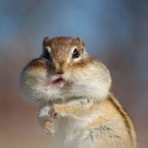 pecenyromalu's profile picture. Hey there, I tweet world's funny and trendy news everyday. If you like them,please visit my website.