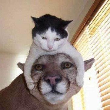 Hey there, I tweet world's funny and trendy news everyday. If you like them,please visit my website.