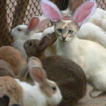 Hey there, I tweet world's funny and trendy news everyday. If you like them,please visit my website.