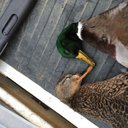 Seth Harrison - @duckslyayer - Twitter