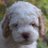 skyliedoodle's profile image