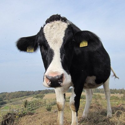 tooh1_5's profile picture. 現実逃避と趣味と愚痴用垢になります_(:3」∠)_ ほるすたいんは中学校の時のにっくねーむ。 とりあえず姫路とひめじん大好きです←