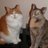 FindleyFelines's profile image