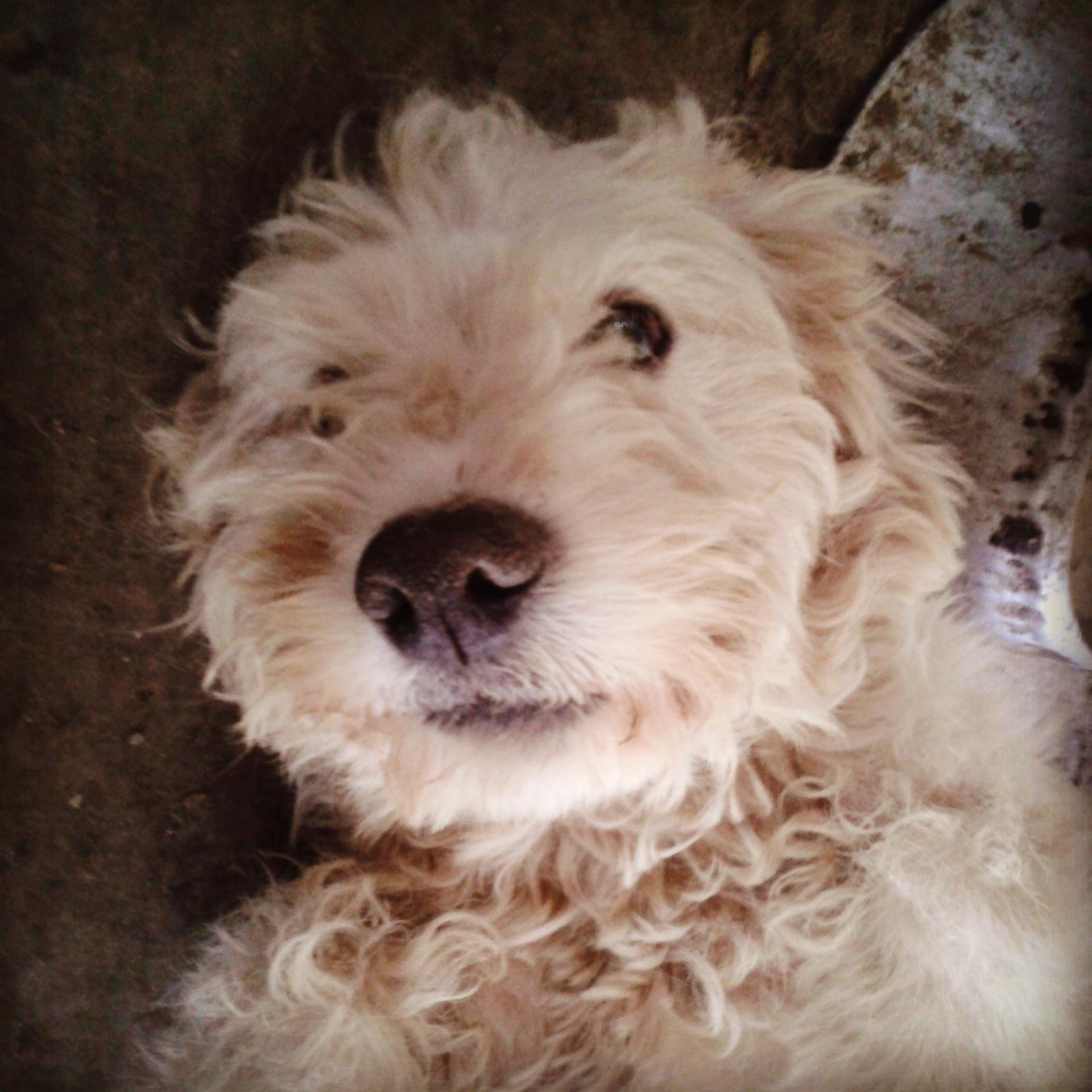 Tengo mis millones 
y chamacas de a montón, 
Soy un Perro respetable 
y el mundo está a mis pies... yei yei yei!